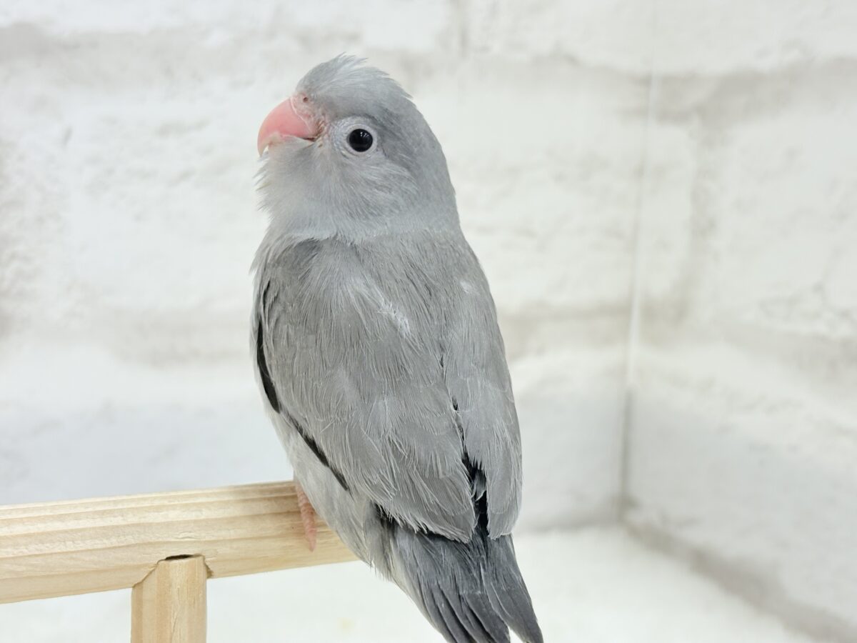 マメルリハ