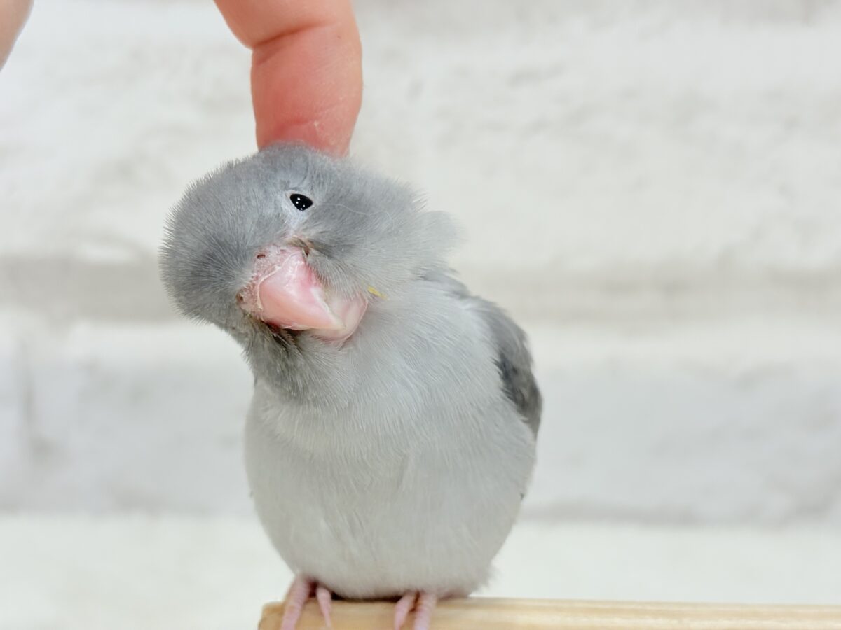 マメルリハ