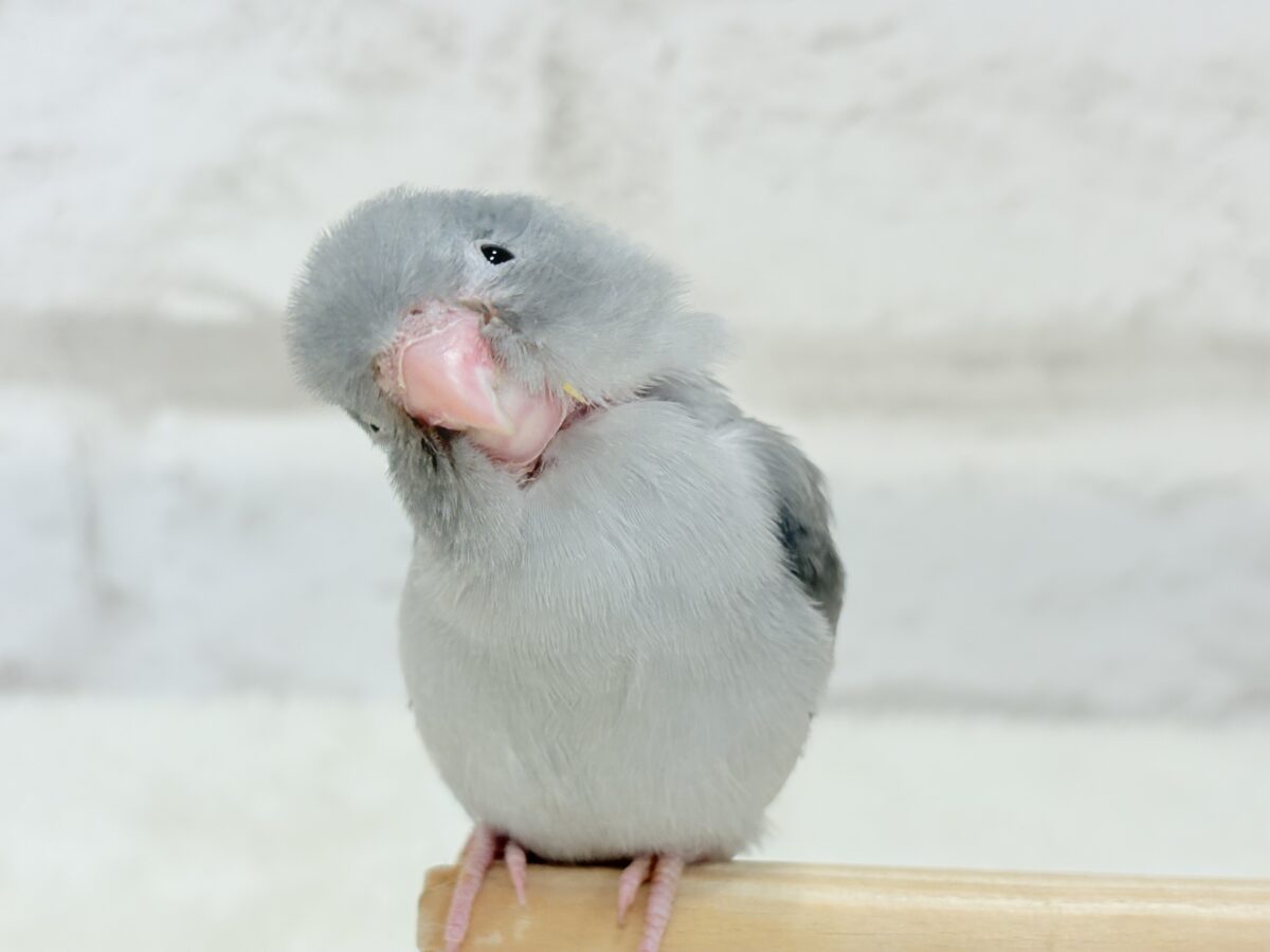 マメルリハ