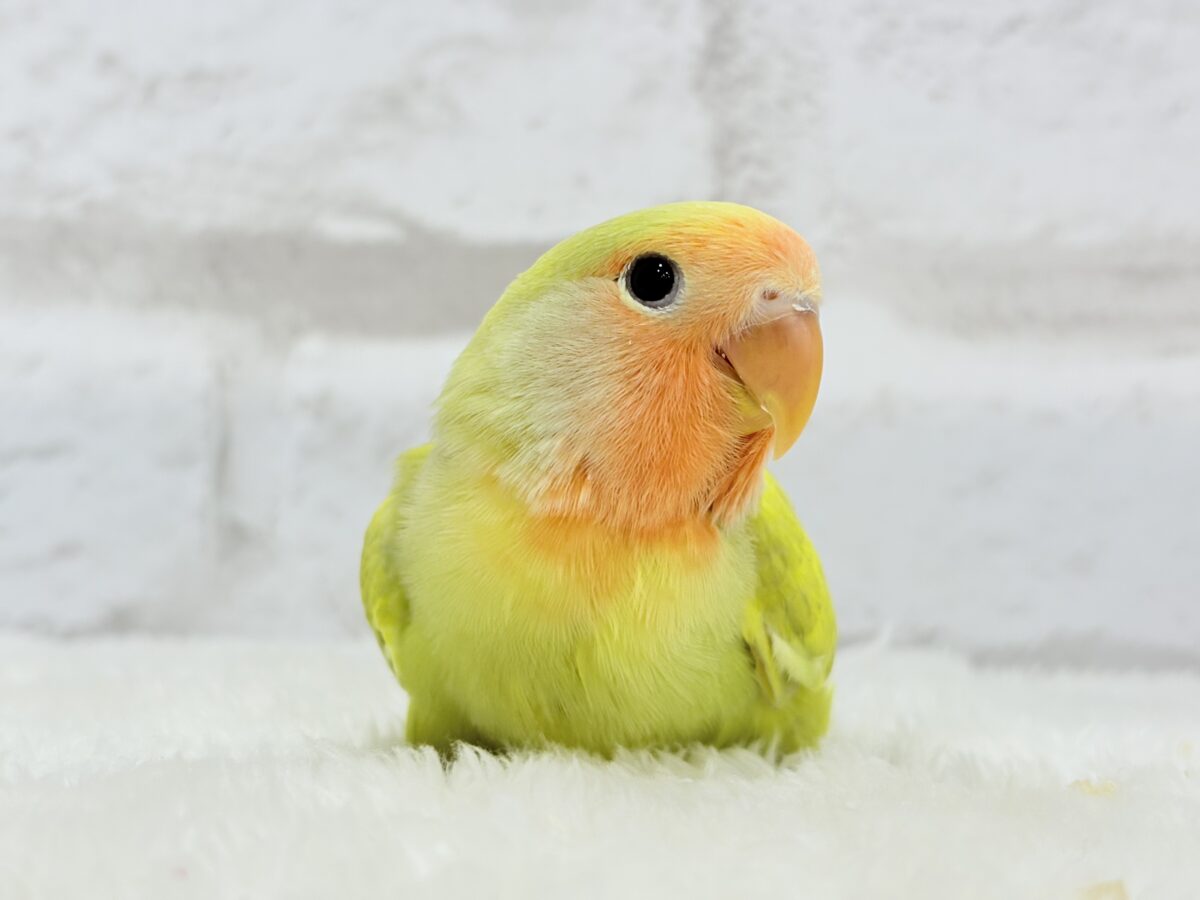 【最新画像更新🪄】わくわくの詰め合わせ🐣🎁💕コザクラインコ ヒナ コザクラインコ(小桜インコ)