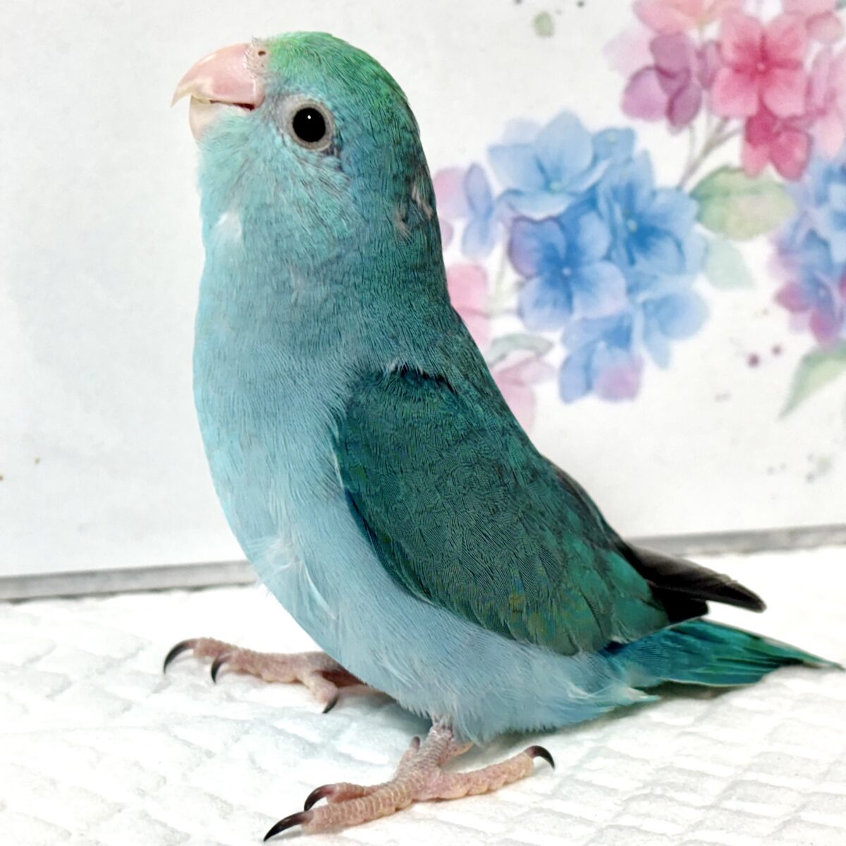 マメルリハ