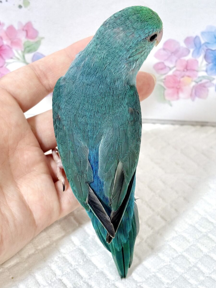 マメルリハ