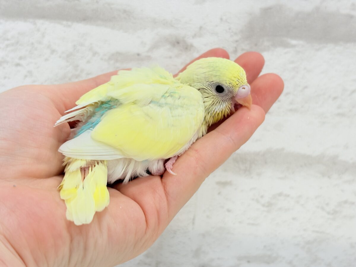 お花みたいな色合い🐣🌼セキセイインコ(パステルカラーレインボーパイド) ヒナ セキセイインコ