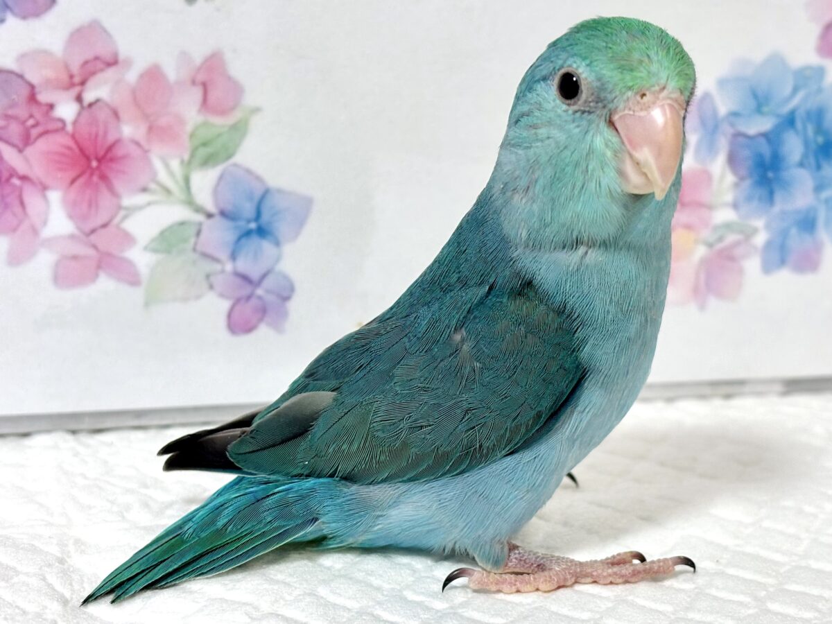 マメルリハ