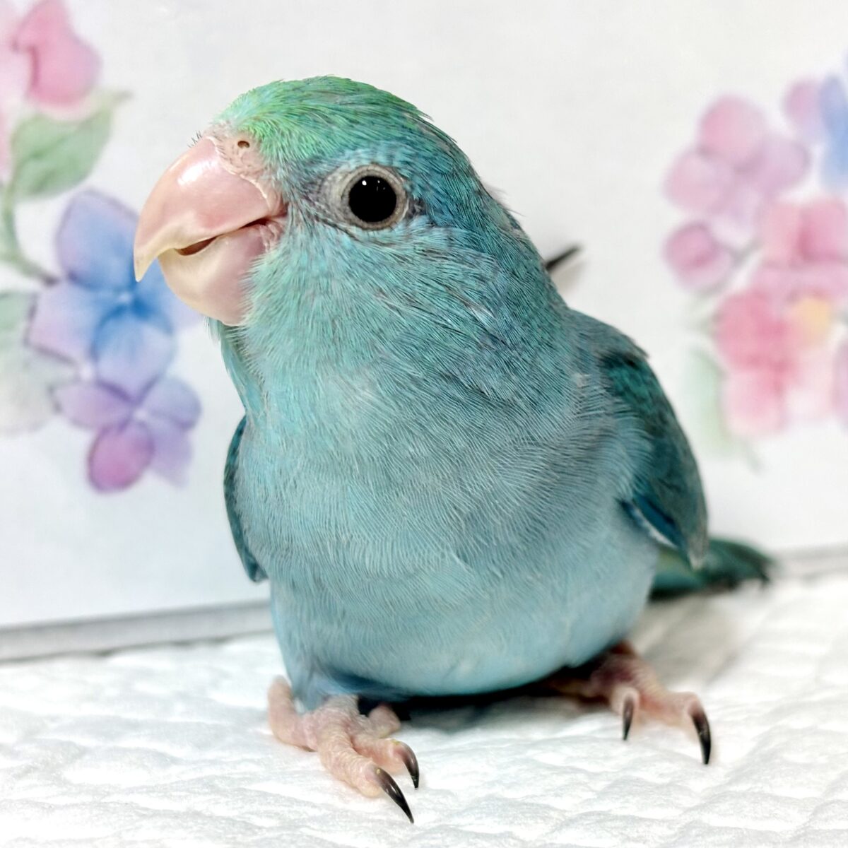 マメルリハ