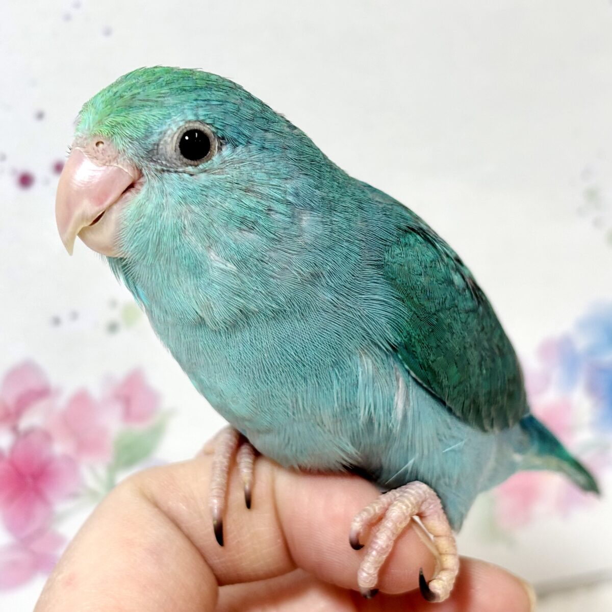 マメルリハ