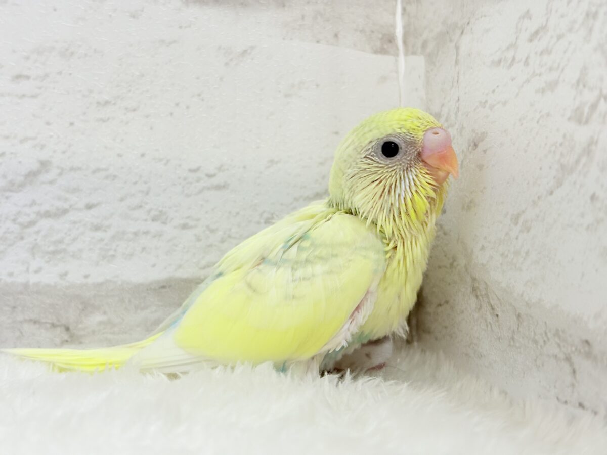 お花みたいな色合い🐣🌼セキセイインコ(パステルカラーレインボーパイド) ヒナ セキセイインコ