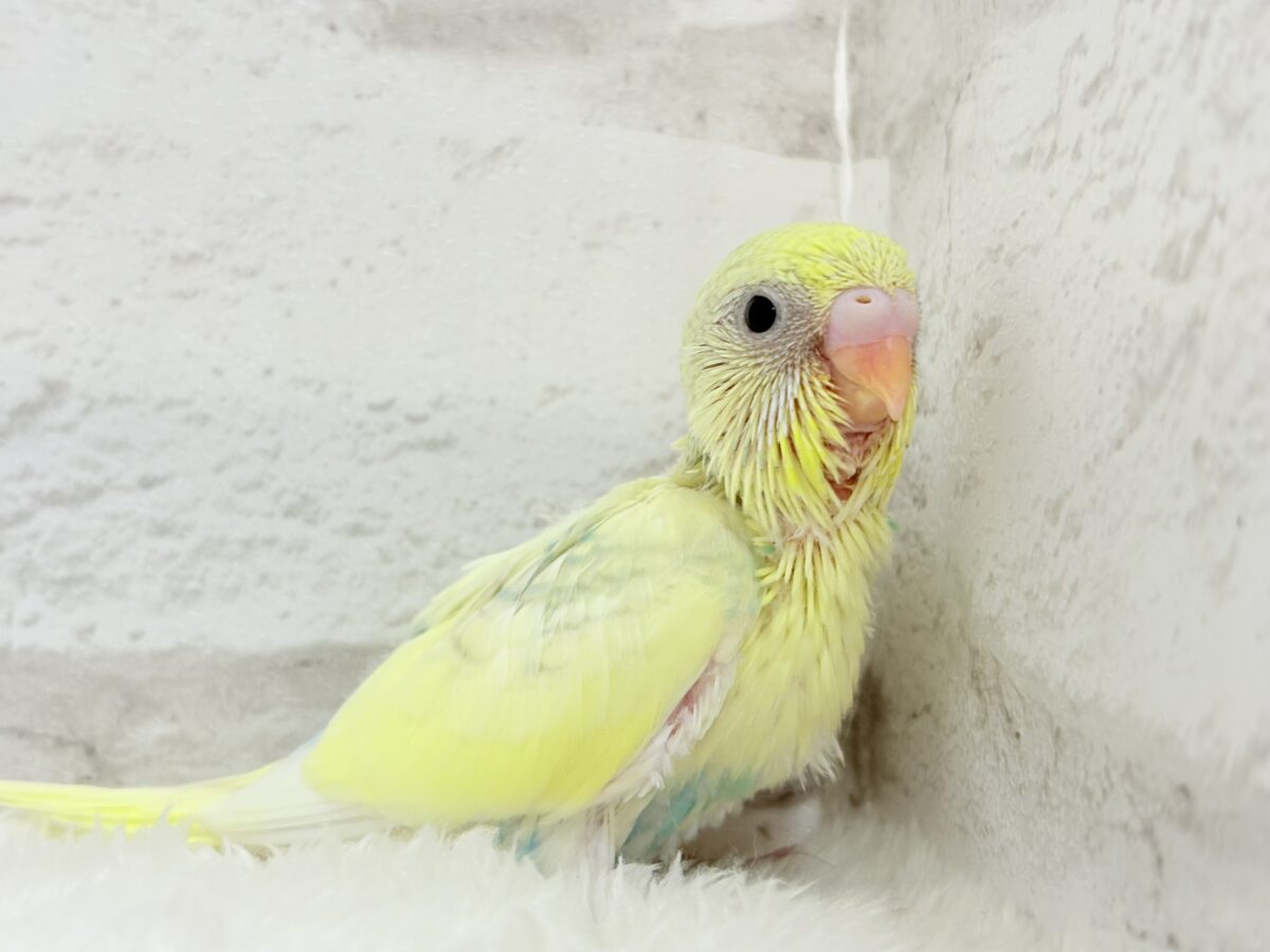 お花みたいな色合い🐣🌼セキセイインコ(パステルカラーレインボーパイド) ヒナ セキセイインコ