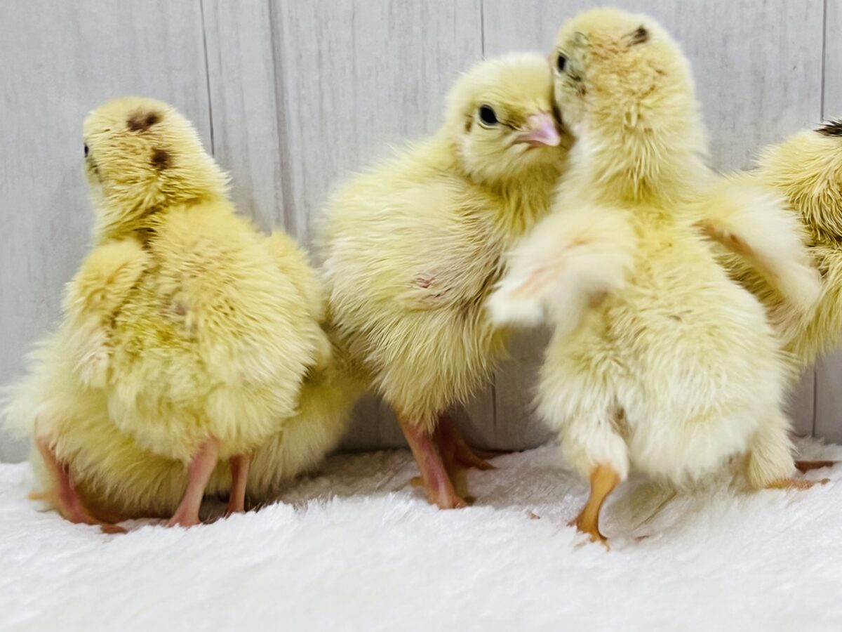 白ウズラ