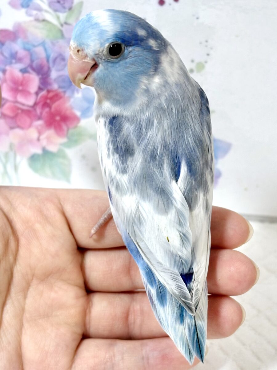 マメルリハ