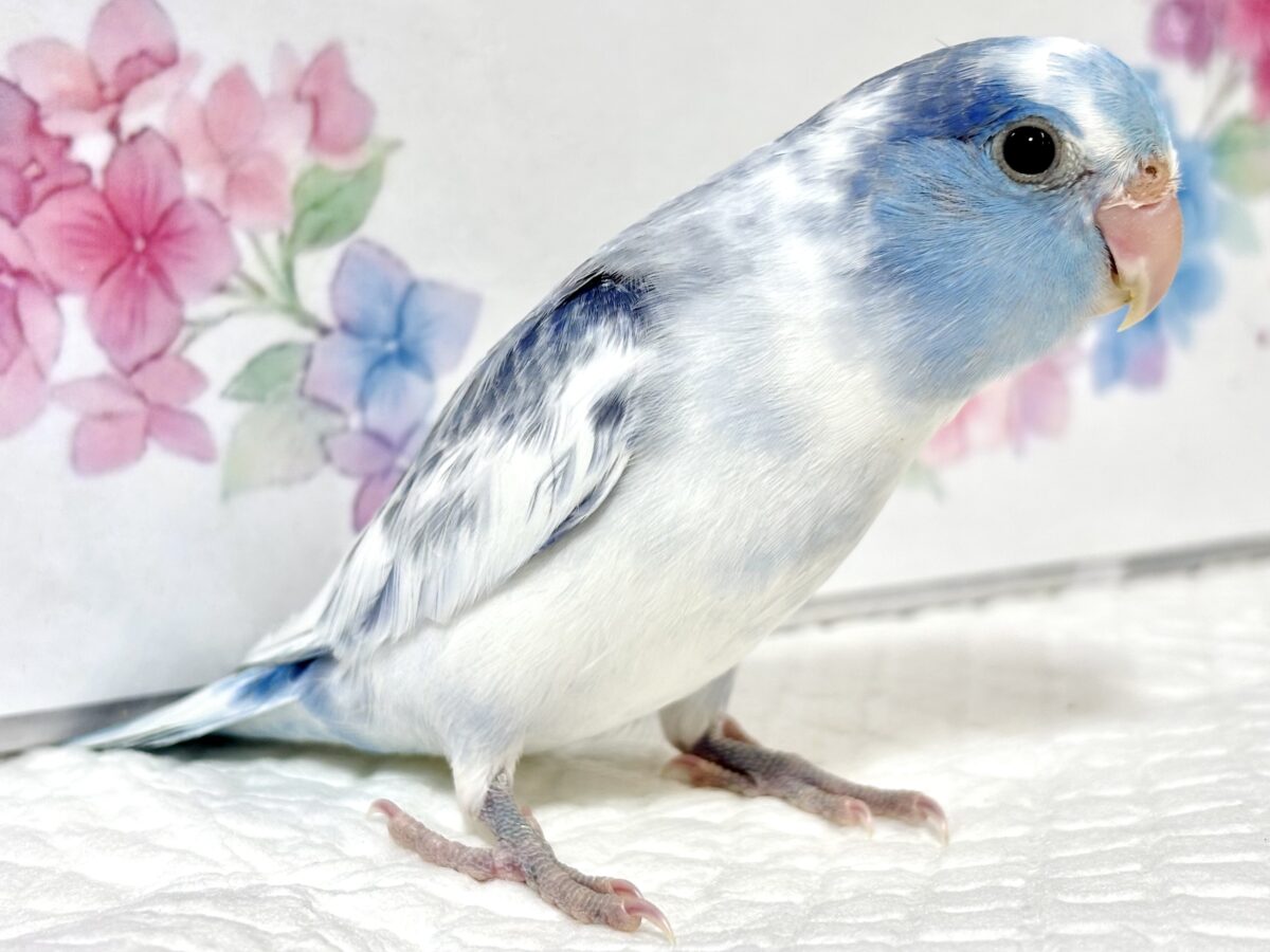 マメルリハ