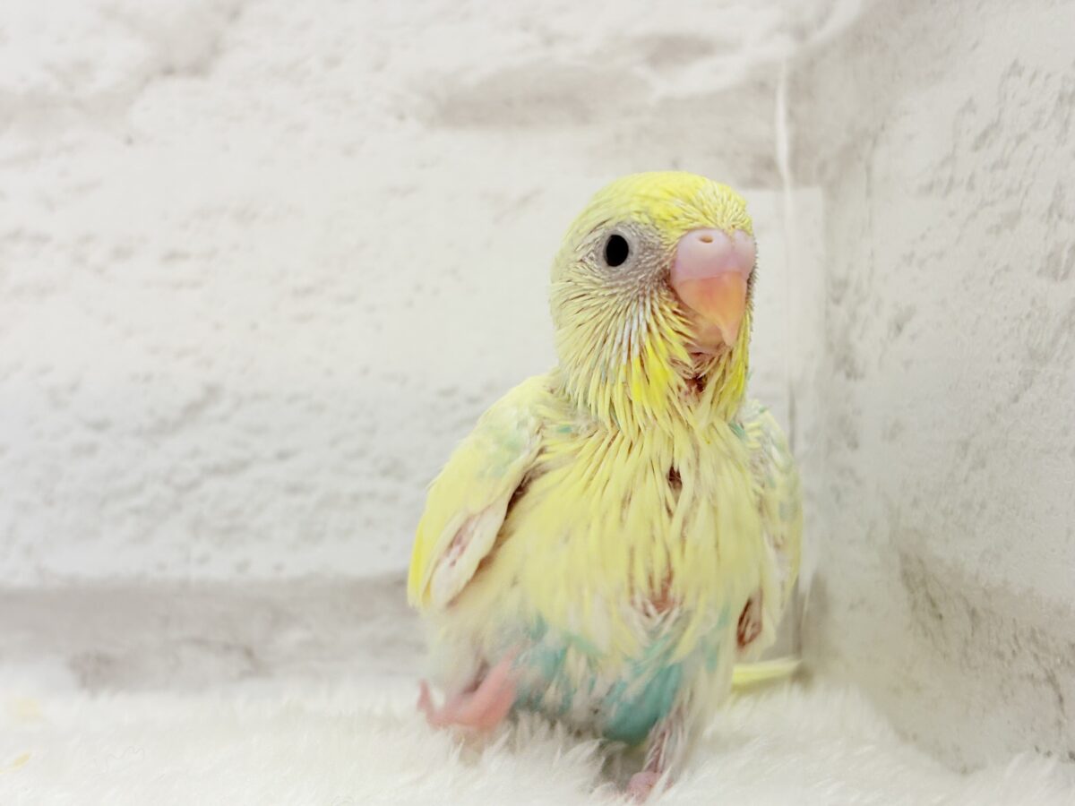 お花みたいな色合い🐣🌼セキセイインコ(パステルカラーレインボーパイド) ヒナ セキセイインコ