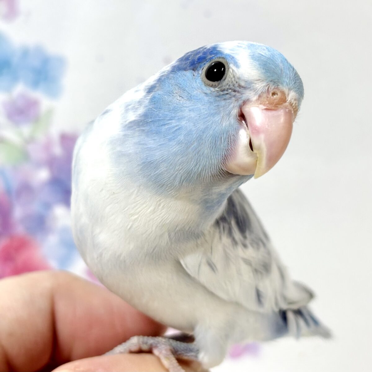 マメルリハ