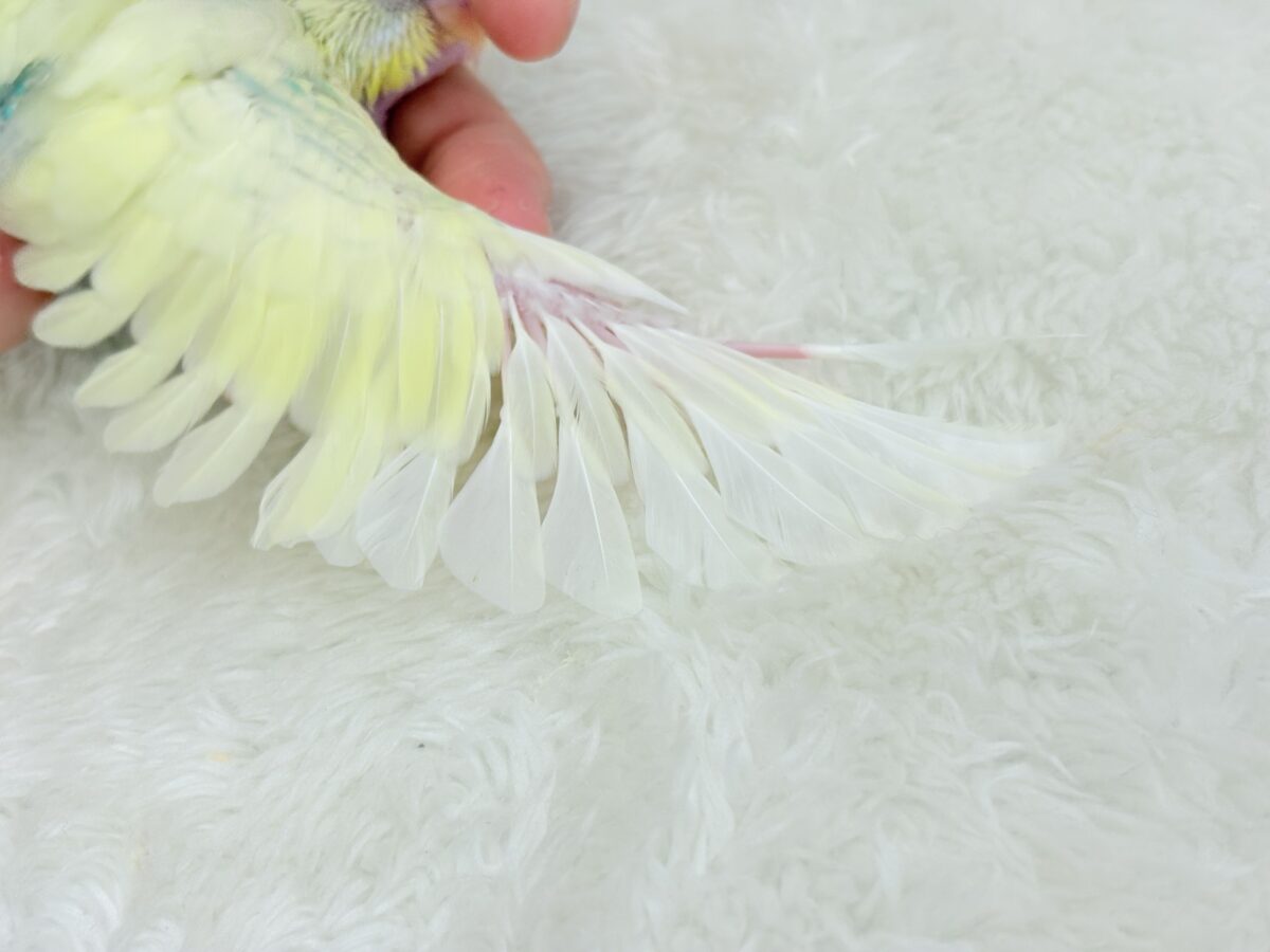 お花みたいな色合い🐣🌼セキセイインコ(パステルカラーレインボーパイド) ヒナ セキセイインコ