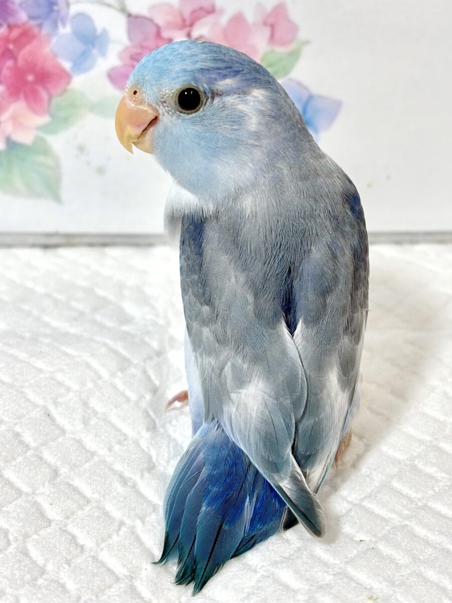 マメルリハ