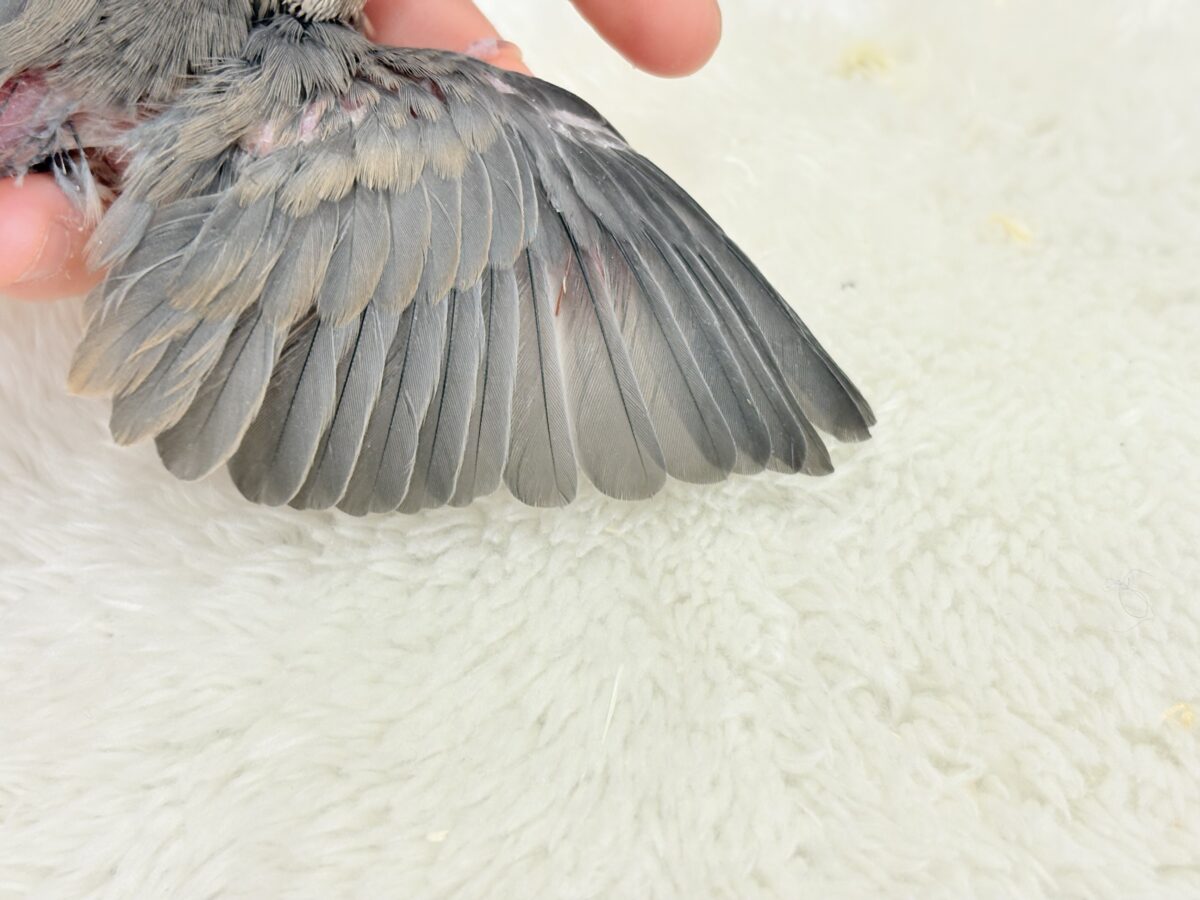 特技はどこでも寝れること🐣💤桜文鳥 ヒナ 桜文鳥