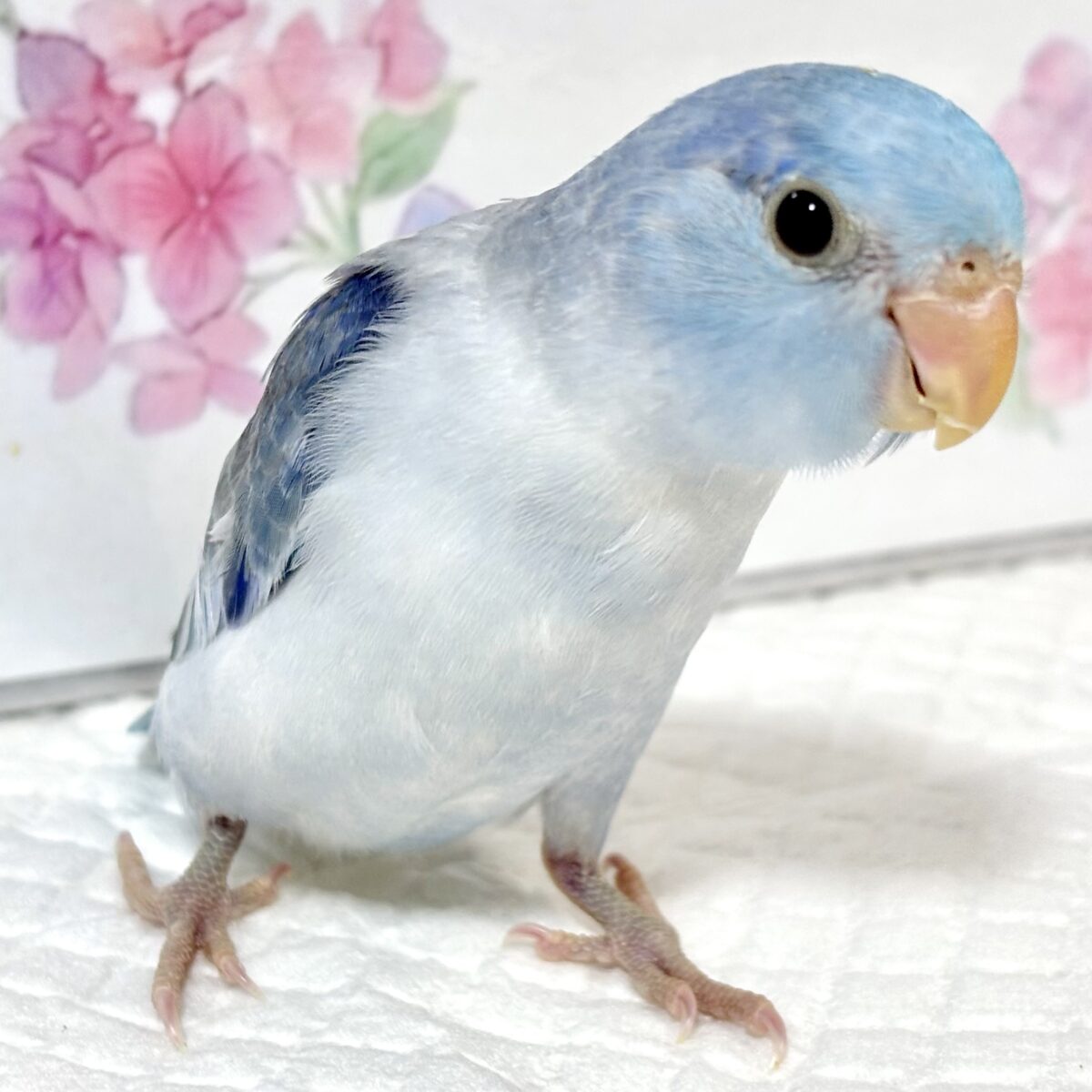 マメルリハ