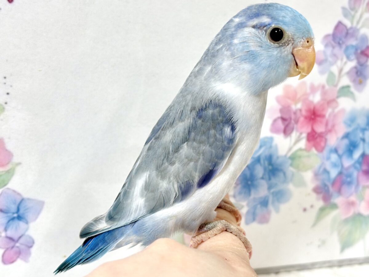 マメルリハ
