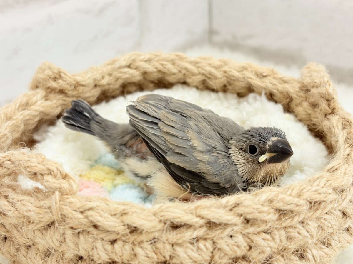 特技はどこでも寝れること🐣💤桜文鳥 ヒナ 桜文鳥