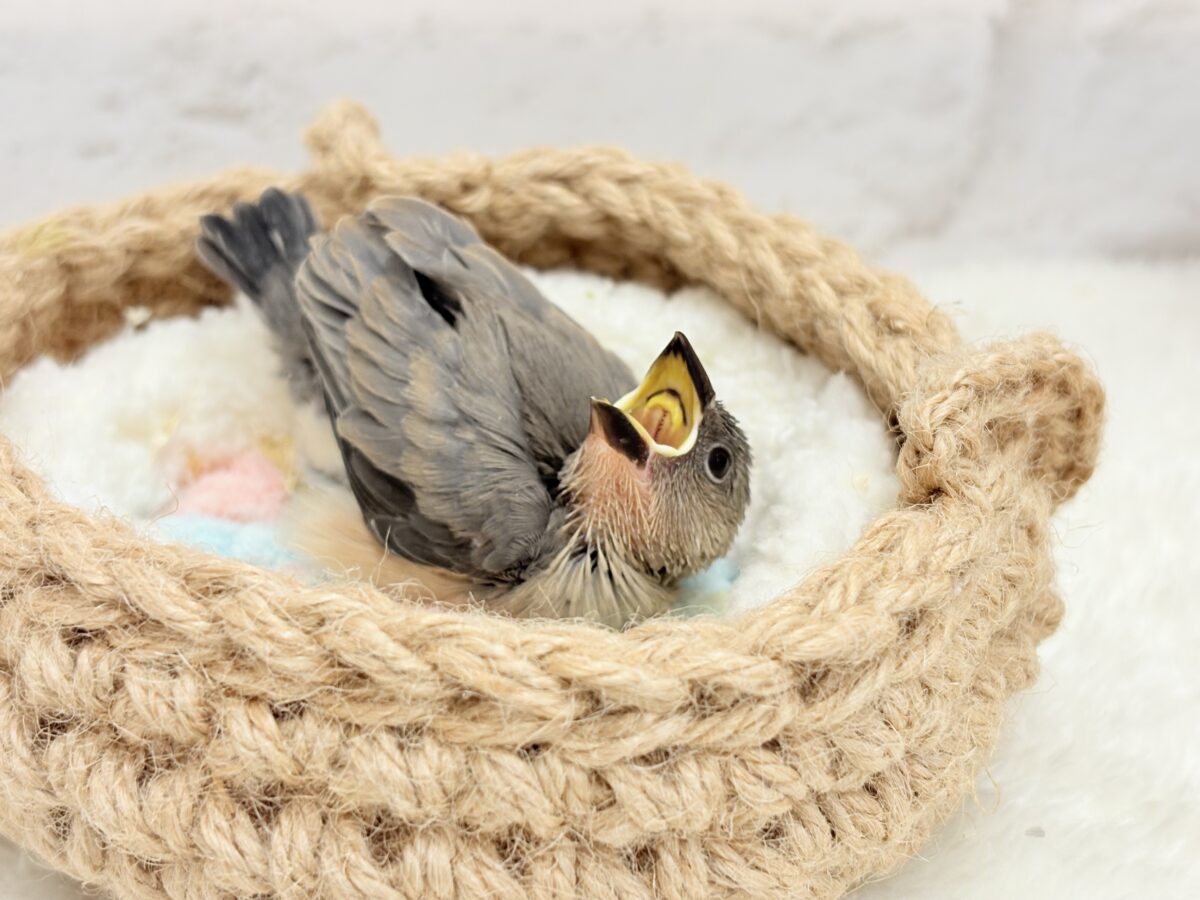 特技はどこでも寝れること🐣💤桜文鳥 ヒナ 桜文鳥