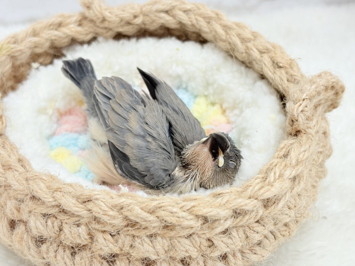 特技はどこでも寝れること🐣💤桜文鳥 ヒナ 桜文鳥