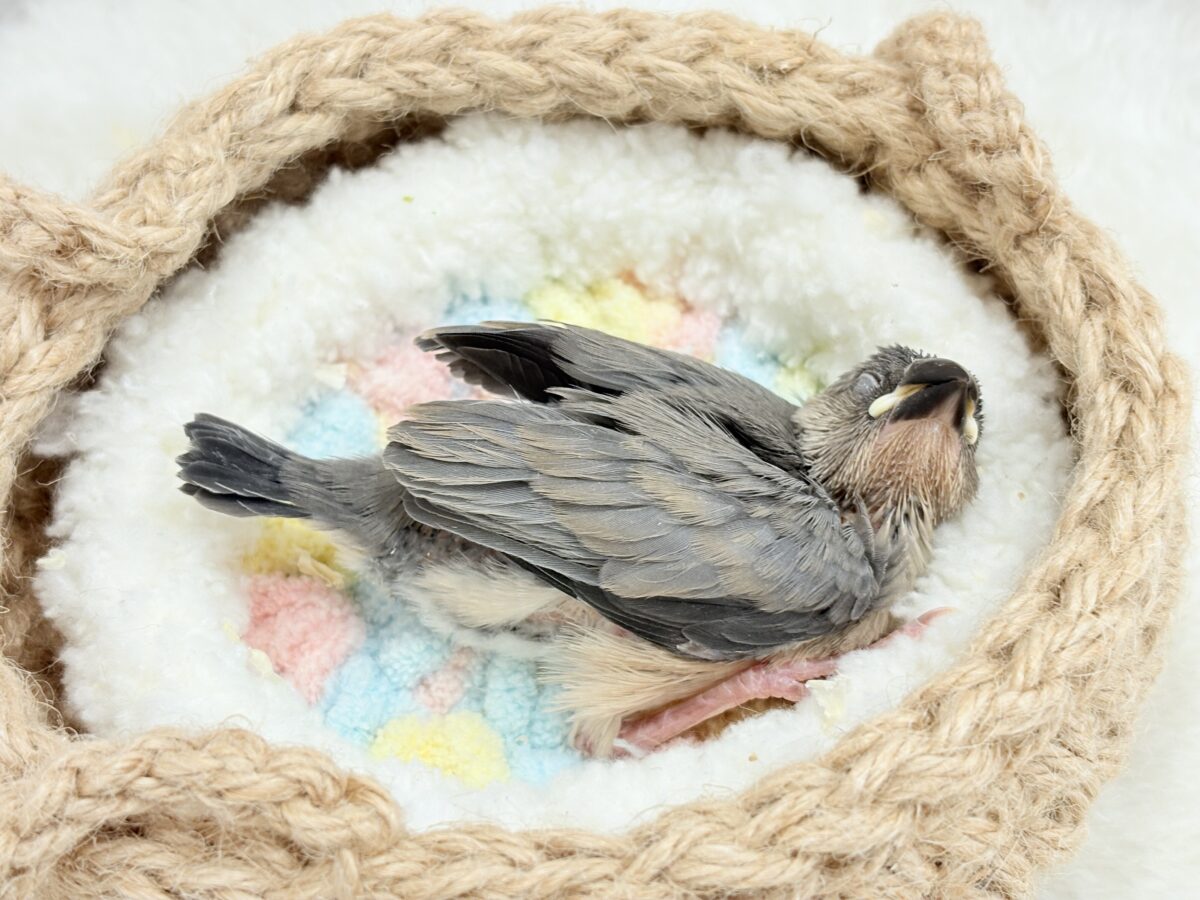特技はどこでも寝れること🐣💤桜文鳥 ヒナ 桜文鳥