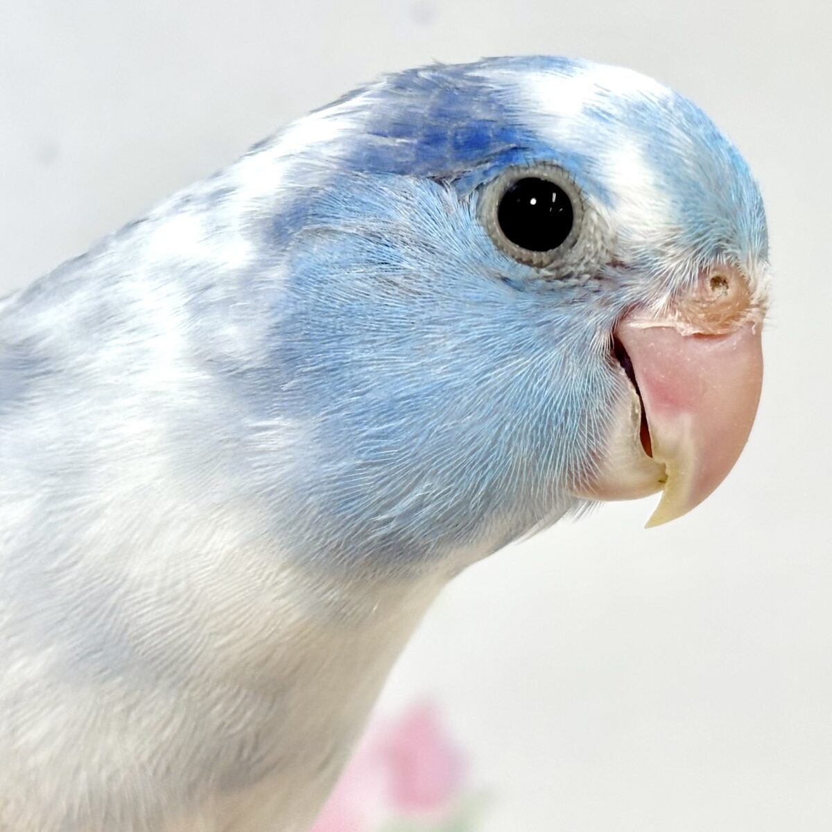 マメルリハ ヘビーパイドコバルト 男の子 💙🤍🪼 マメルリハ