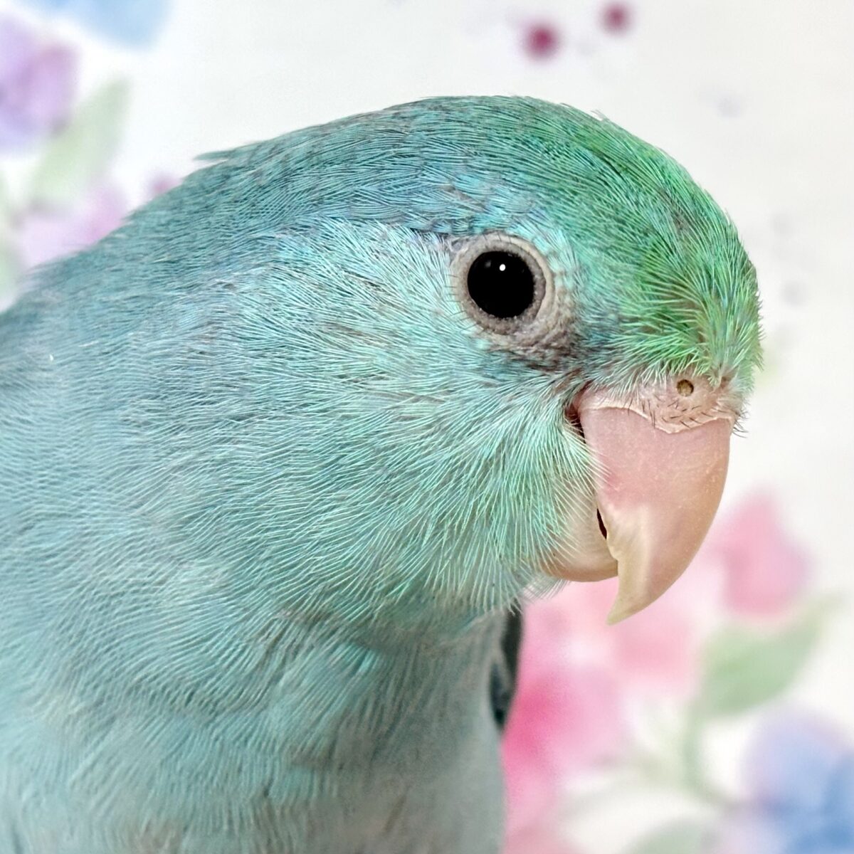 マメルリハ
