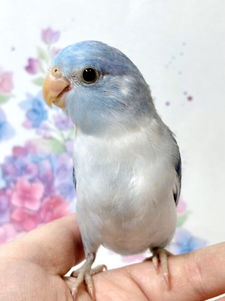マメルリハ