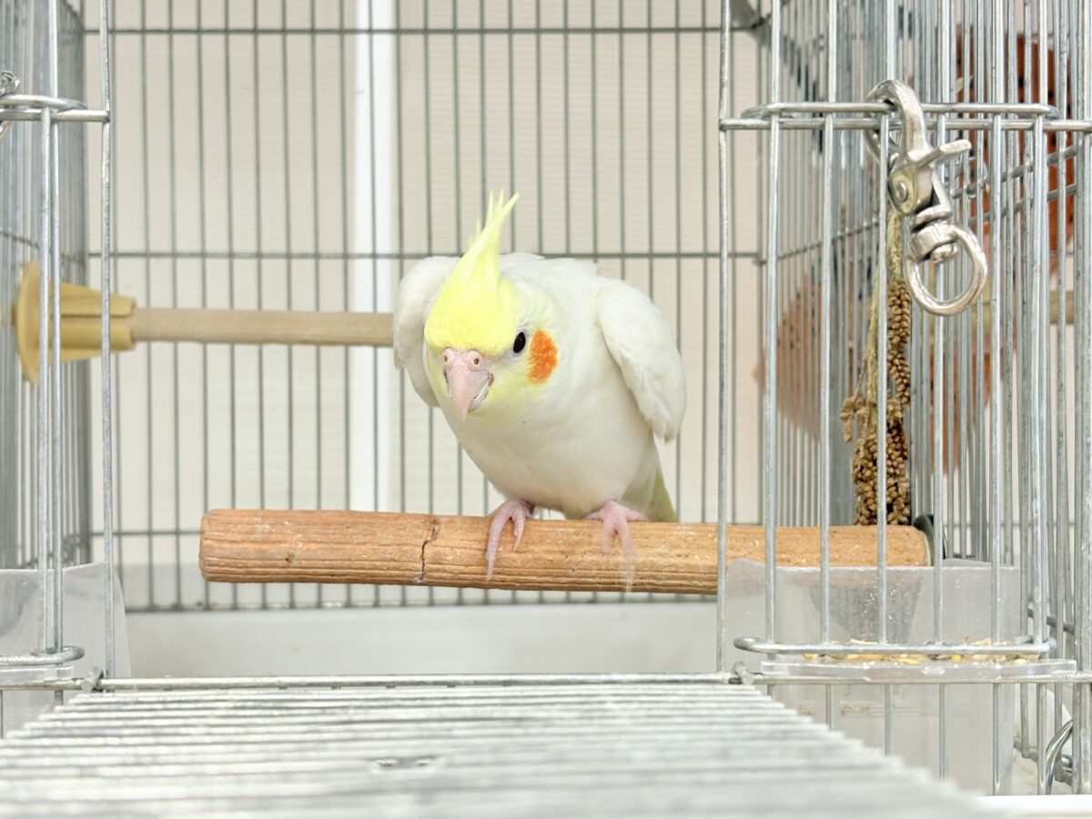 オカメインコ