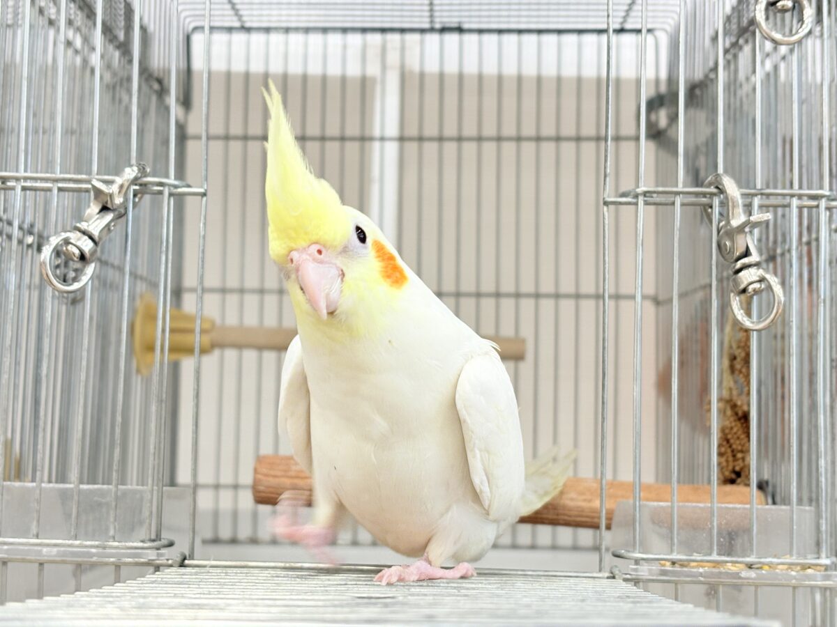オカメインコ