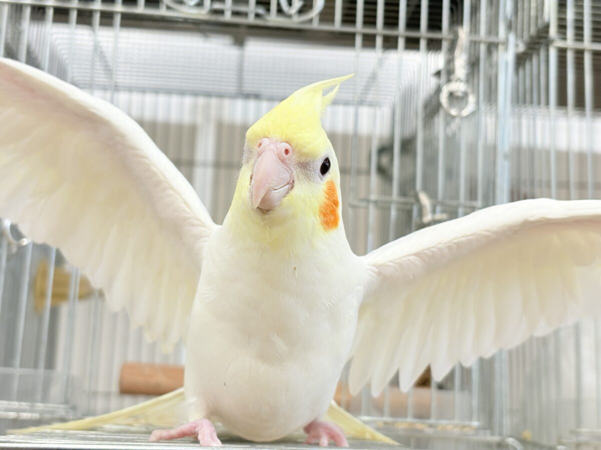 場馴れNo.1オカメちゃん🐥🪅オカメインコ(ルチノー) オカメインコ