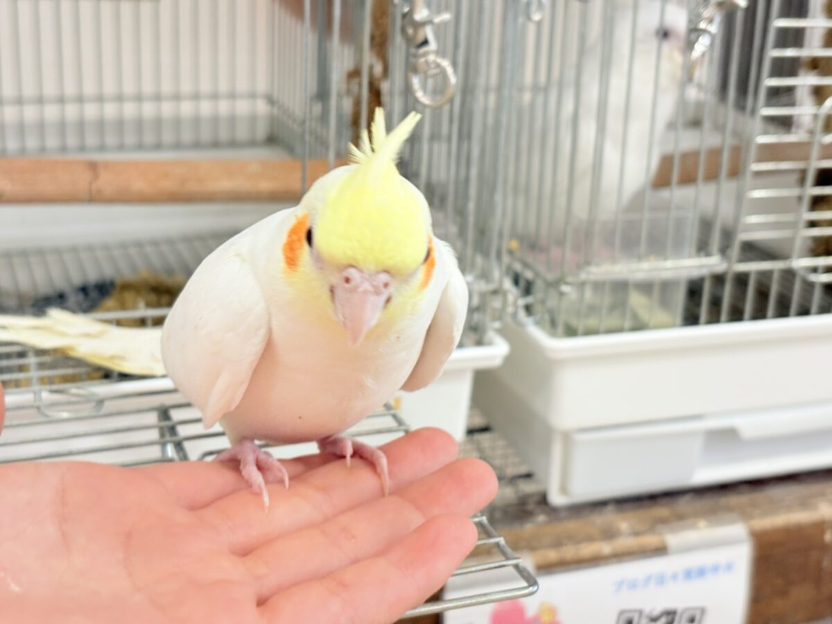 オカメインコ