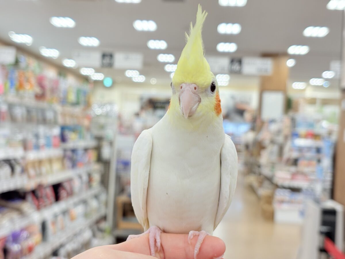 場馴れNo.1オカメちゃん🐥🪅オカメインコ(ルチノー) オカメインコ