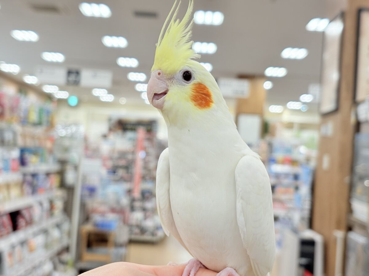 オカメインコ