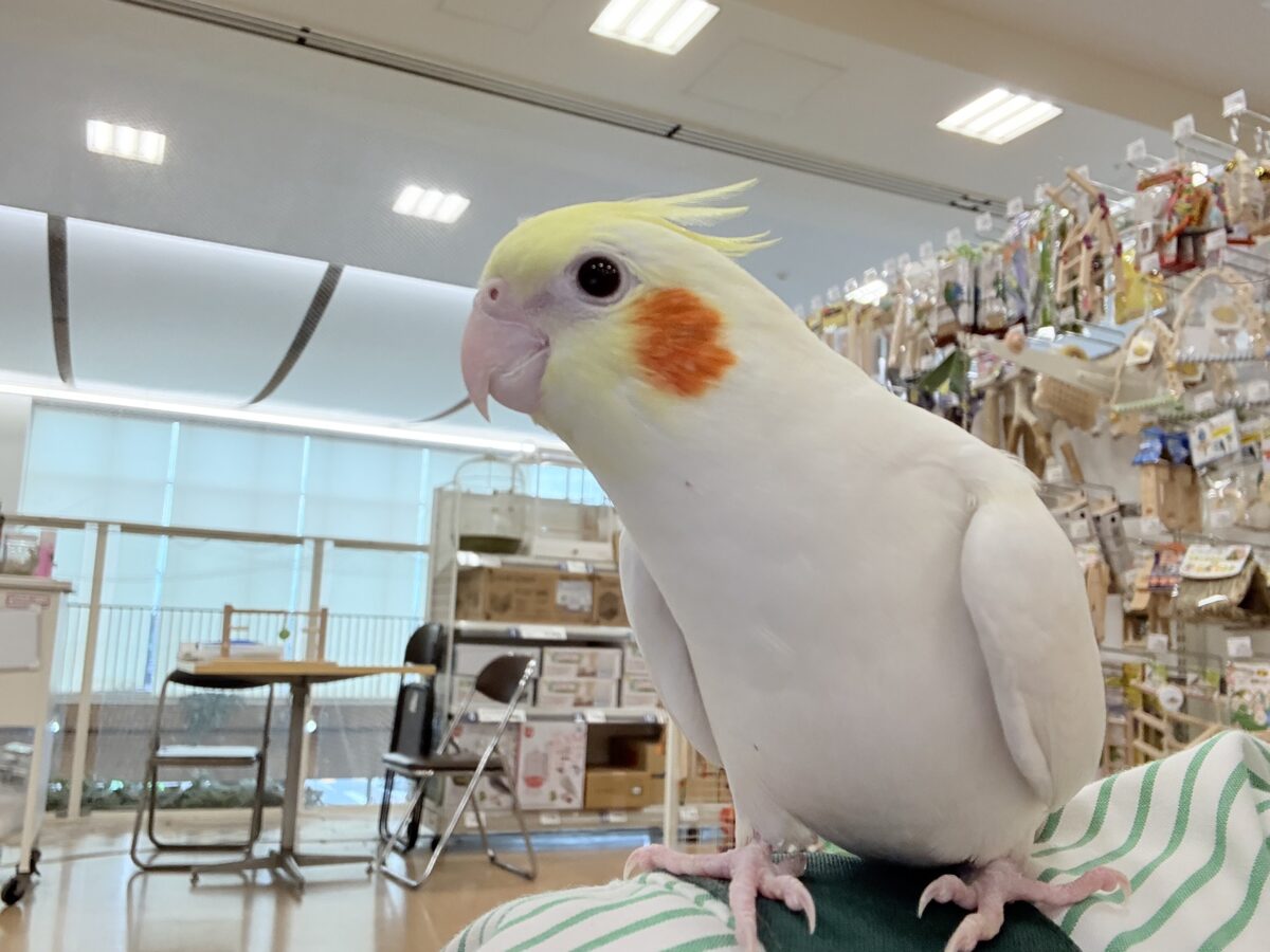 場馴れNo.1オカメちゃん🐥🪅オカメインコ(ルチノー) オカメインコ
