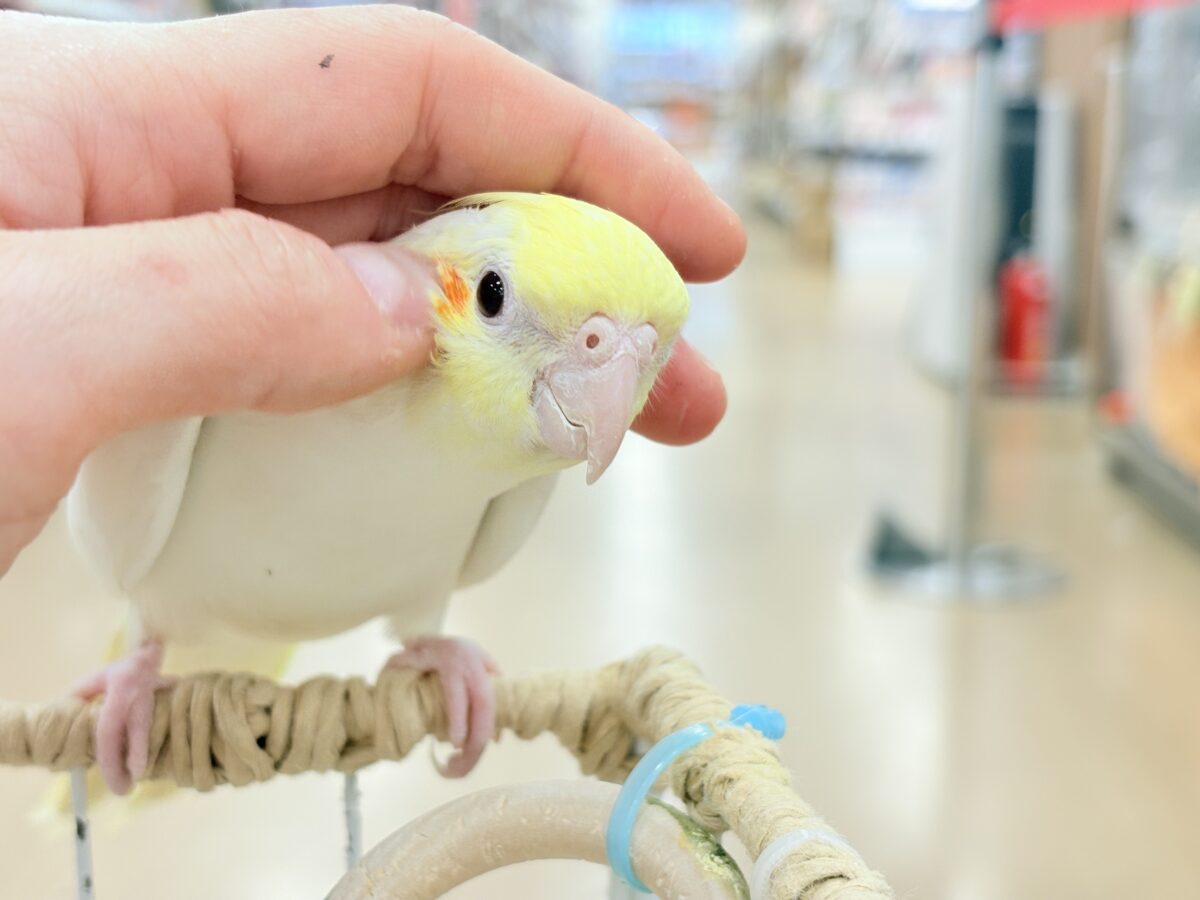 オカメインコ