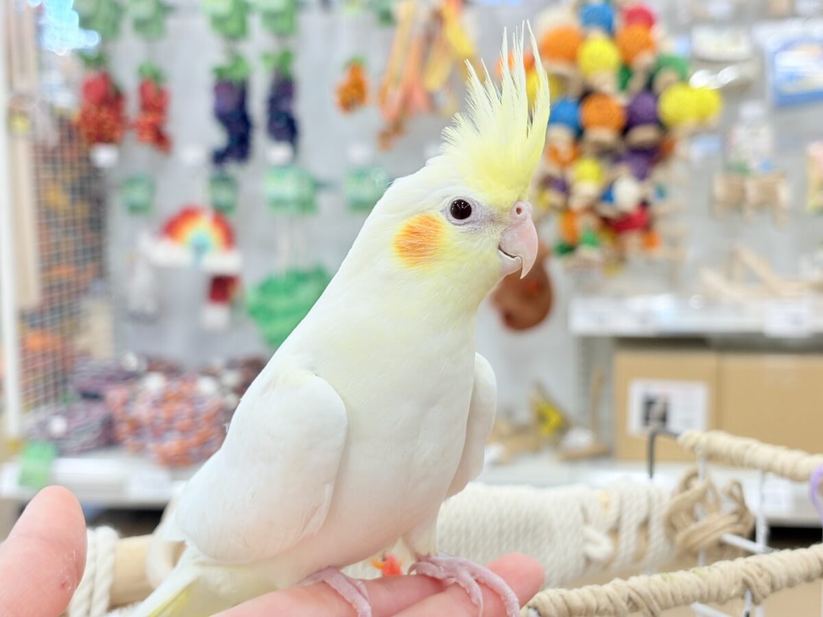 おしとやか系?美人さん🐥💛オカメインコ(ルチノー) オカメインコ
