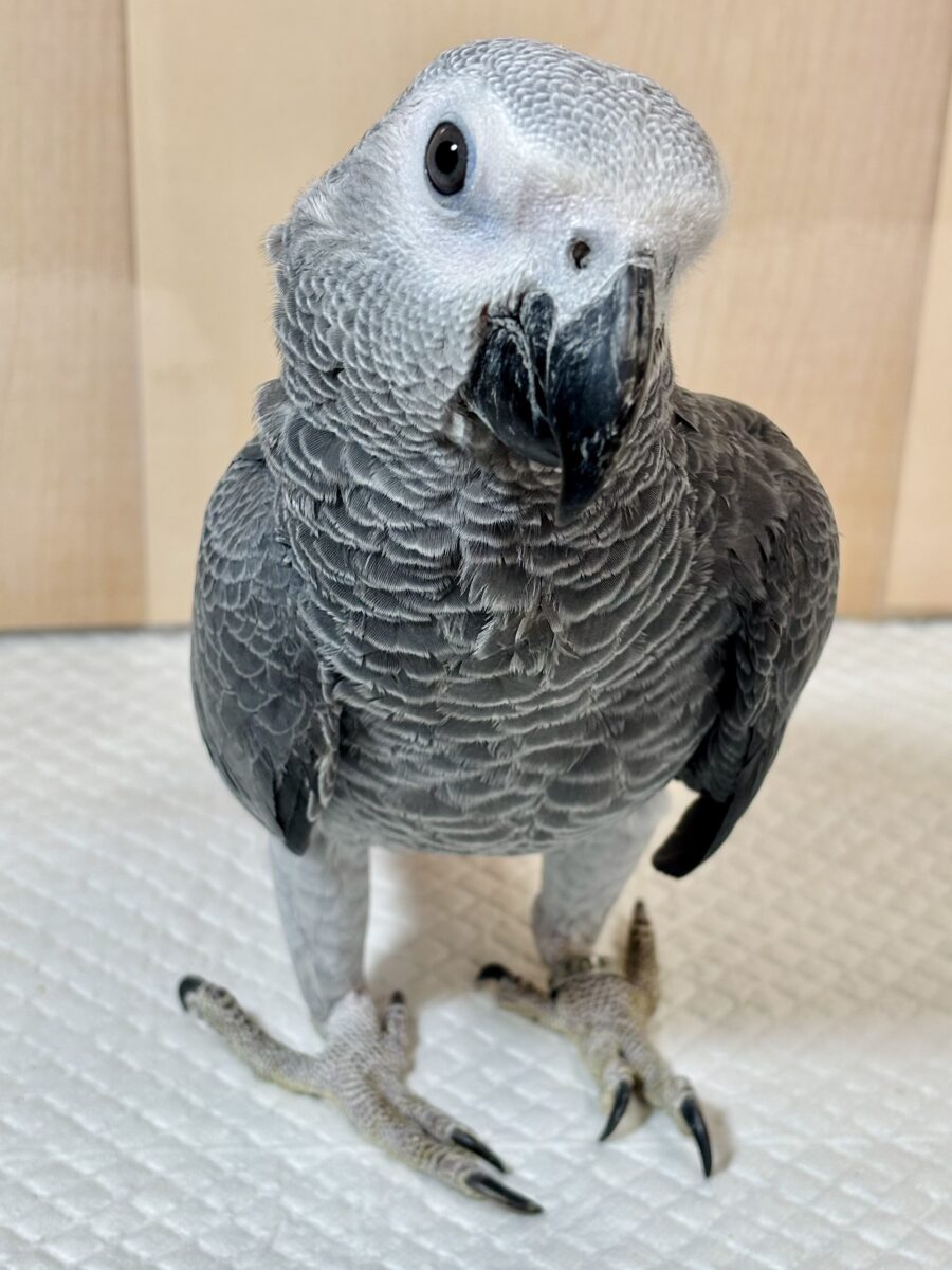 ヨウム