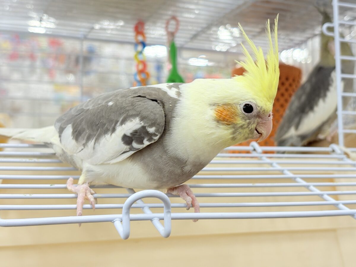 オカメインコ