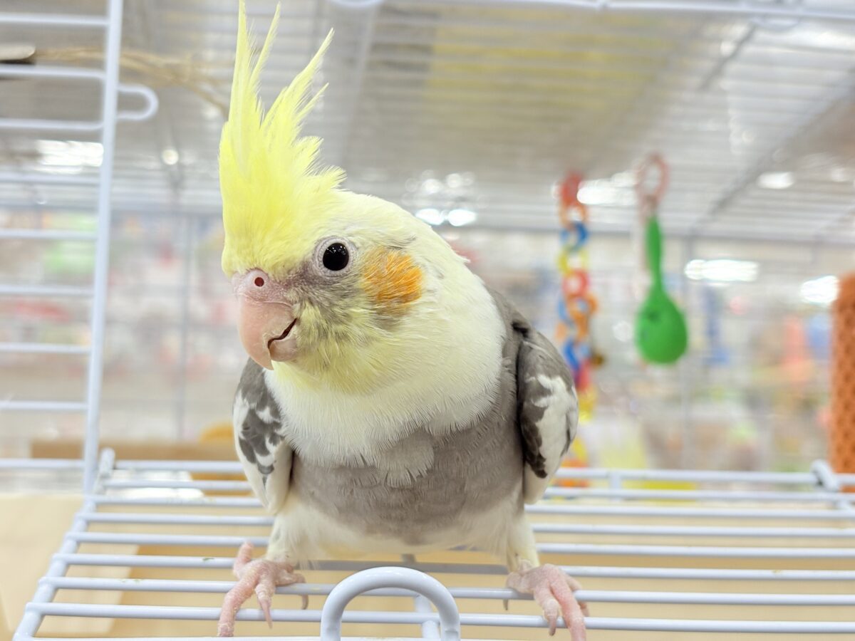 【最新画像更新🪄】目指すよ♡デレデレオカメちゃん♡オカメインコ(パイド) オカメインコ