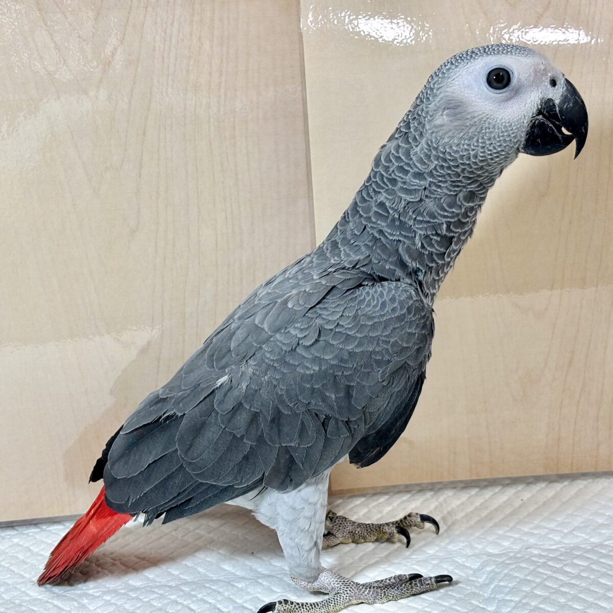 ヨウム