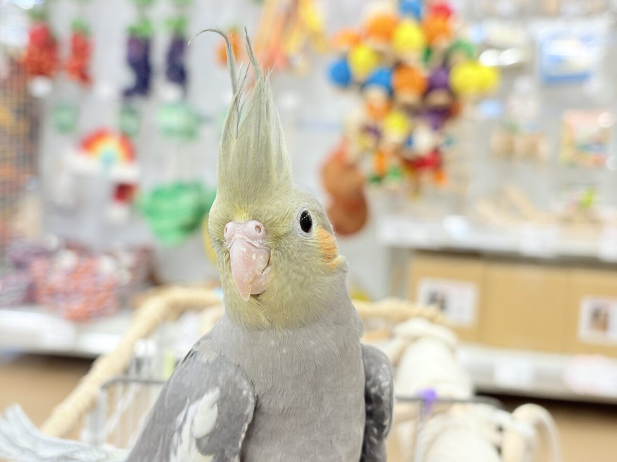 オカメ沼、深いです🩶オカメインコ(ノーマル) オカメインコ