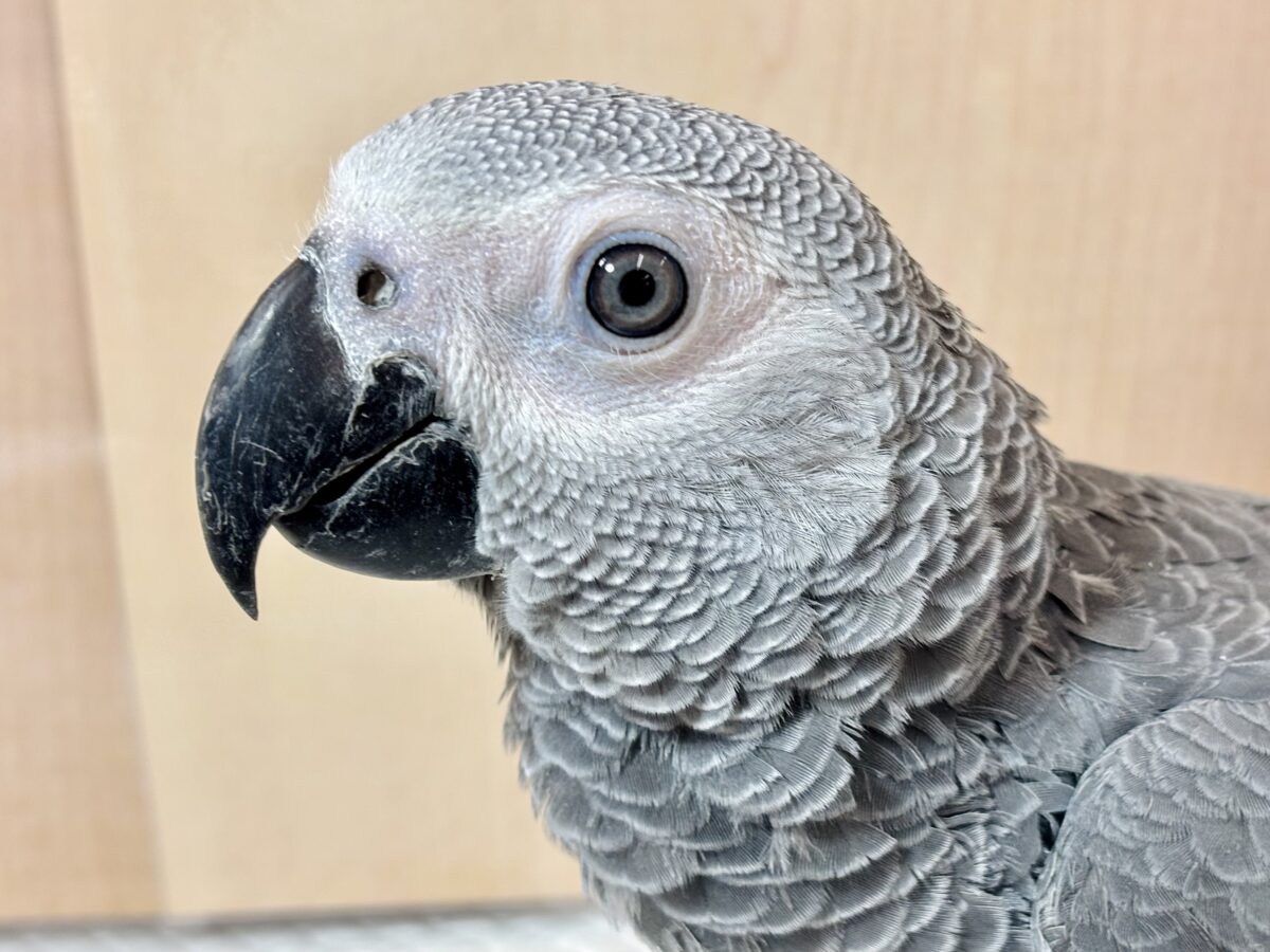 ヨウム 男の子 🩶🦜🌹⸝⋆*.゚ ヨウム