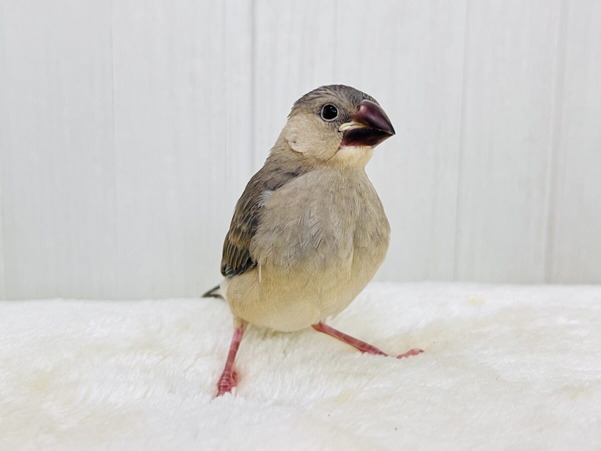 お目目パッチリ✨👀慣れ度急上昇中〜❤️桜文鳥です🌸 桜文鳥