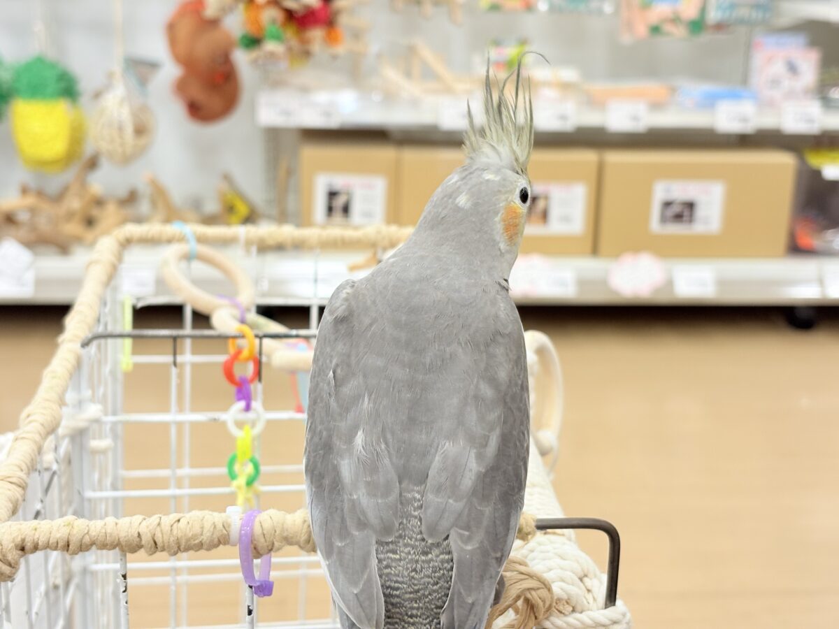 オカメインコ