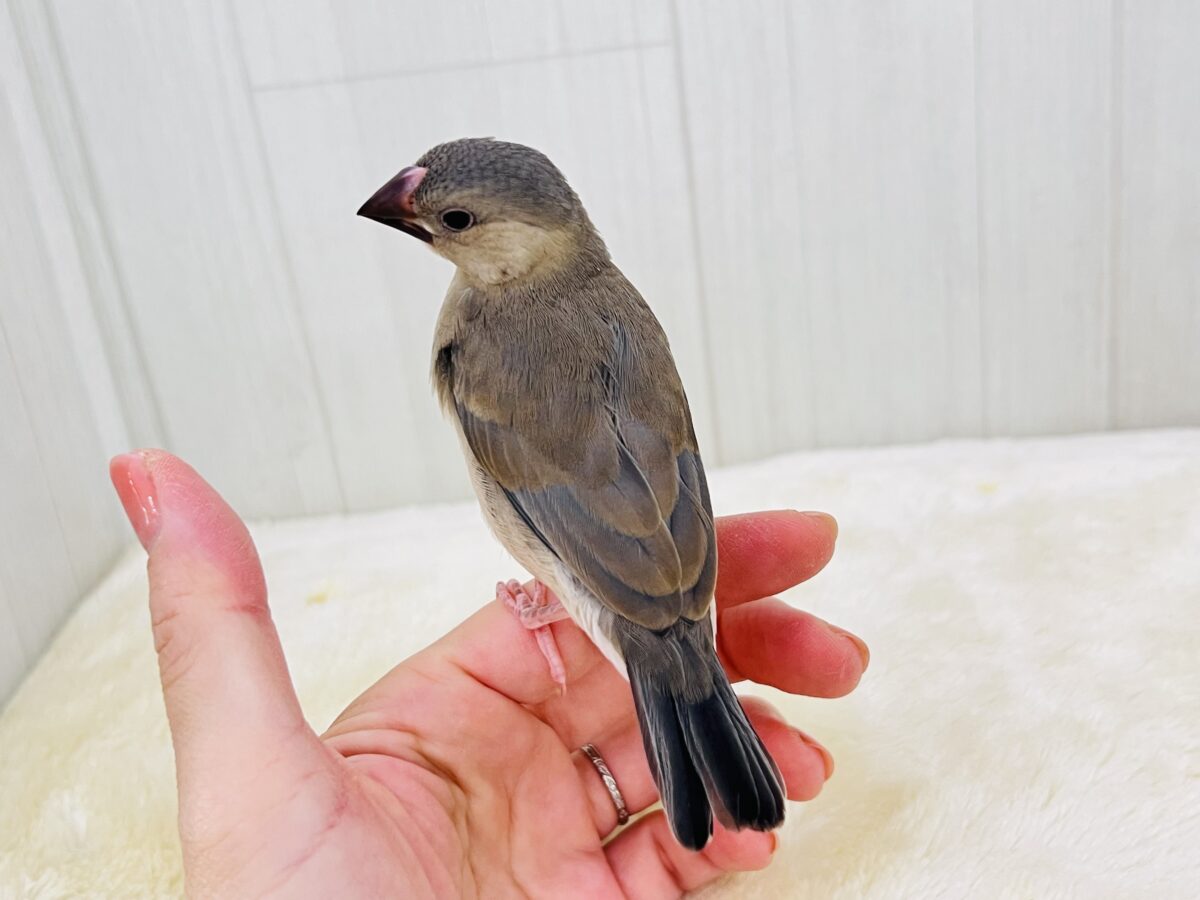 お目目パッチリ✨👀慣れ度急上昇中〜❤️桜文鳥です🌸 桜文鳥