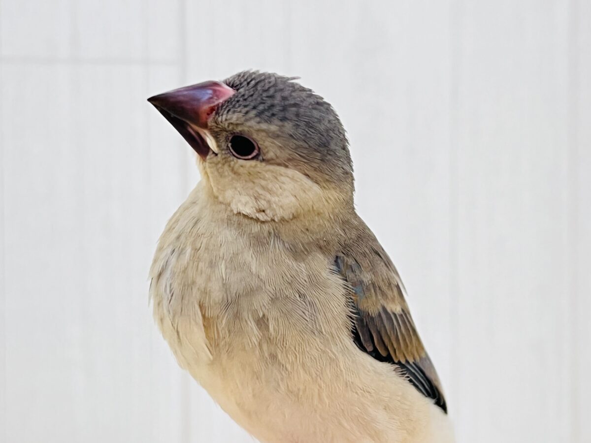 桜文鳥