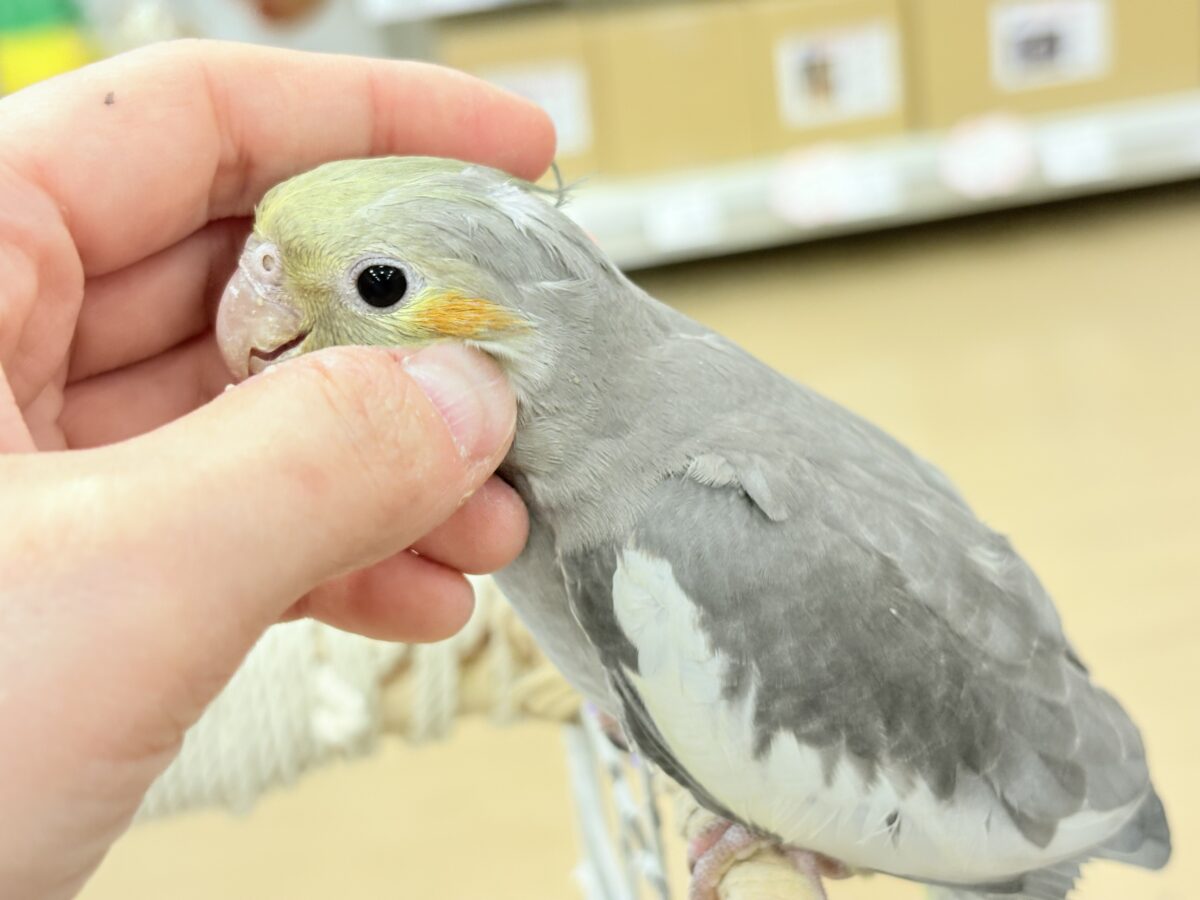 オカメ沼、深いです🩶オカメインコ(ノーマル) オカメインコ