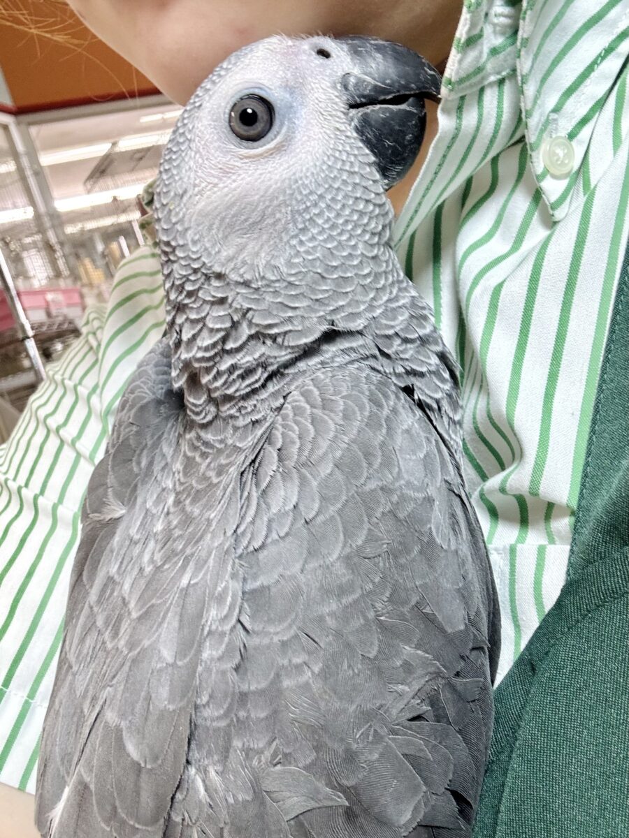 ヨウム